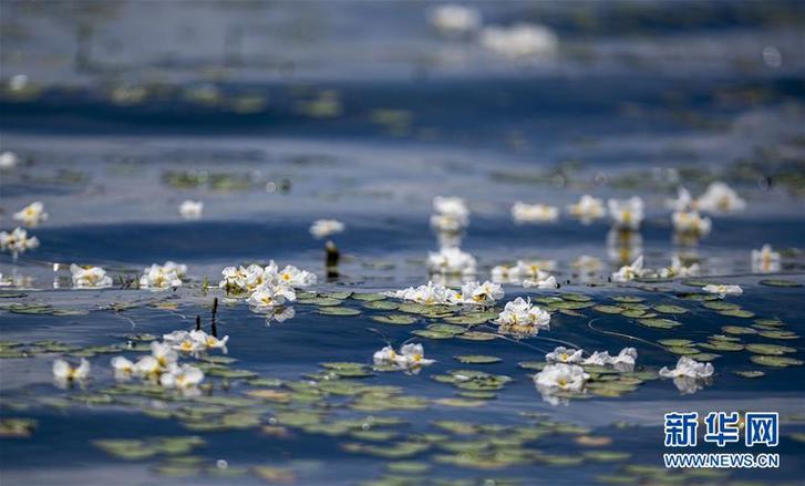 洱海又见海菜花