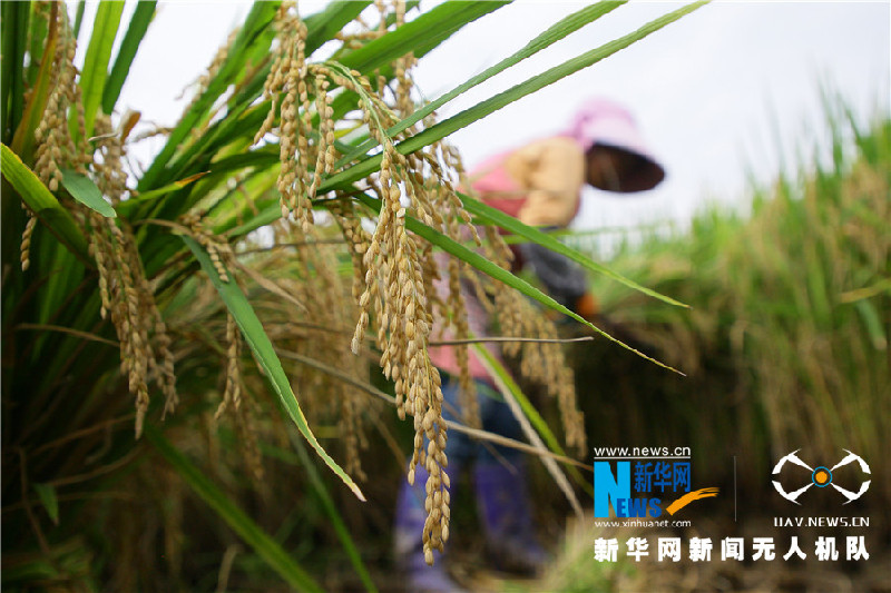 珠源大地尽染丰收色彩