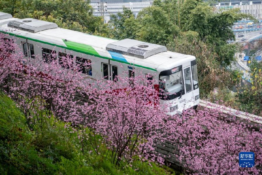 新华全媒+丨开往春天——山城“花海列车”上线