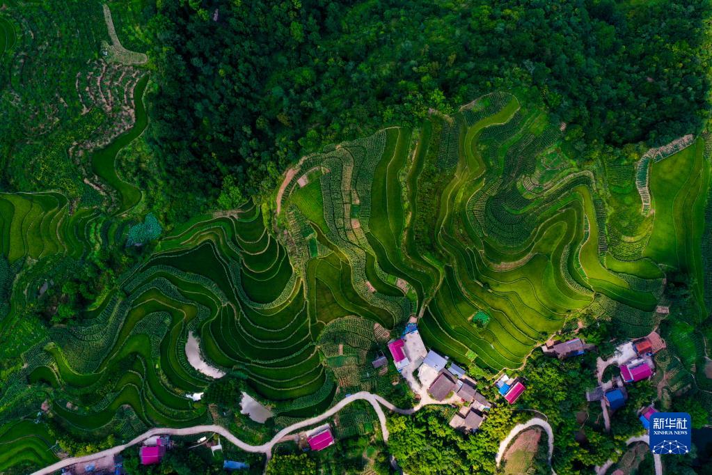 重庆万州：“美丽经济”助推乡村振兴