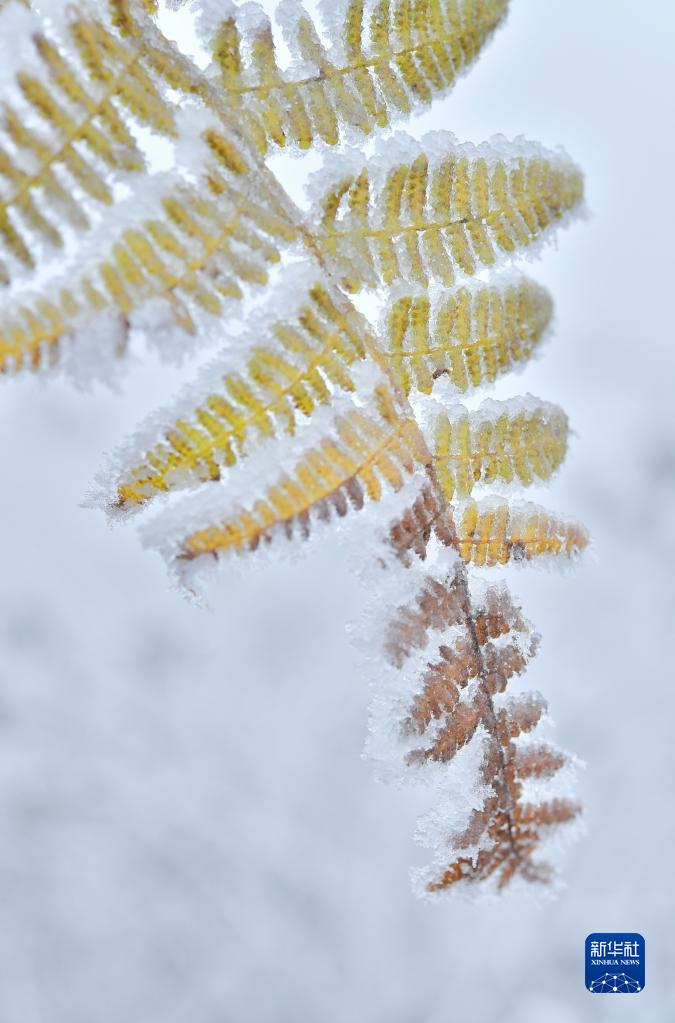 微视界——大雪