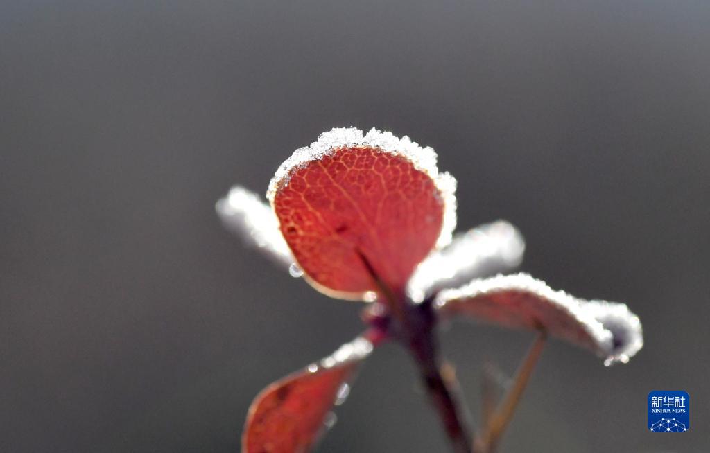 微视界——大雪