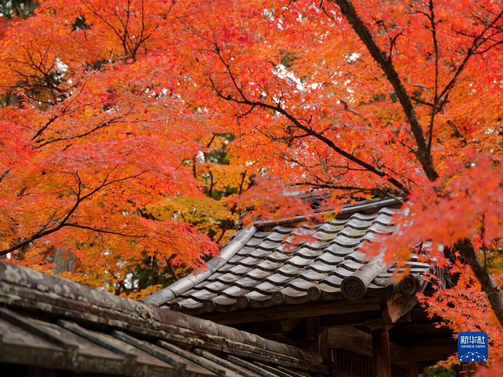 红叶满京都