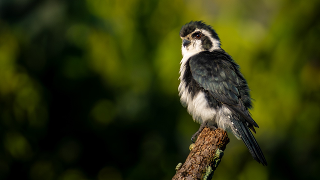 索尼最轻 F2.8 超远摄 G 大师镜头 FE 300mm F2.8 GM OSS 发布